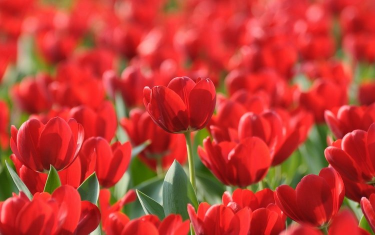 цветы, красные, весна, тюльпаны, flowers, red, spring, tulips