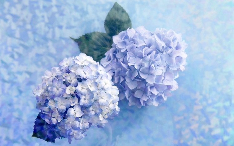 цветы, голубые, голубая, соцветие, гортензия, нежно, flowers, blue, inflorescence, hydrangea, gently