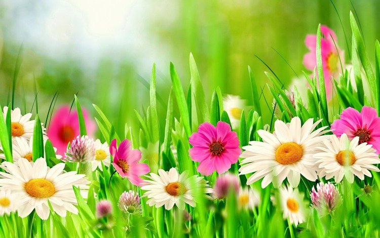 цветы, клевер, поле, весна, ромашки, flowers, clover, field, spring, chamomile