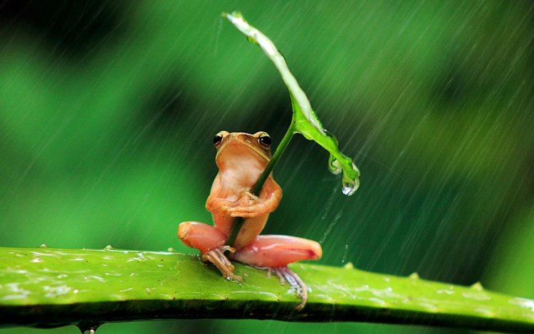 фон, листок, лягушка, дождь, background, leaf, frog, rain