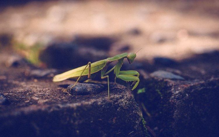 зелёный, насекомое, богомол, лапки, green, insect, mantis, legs