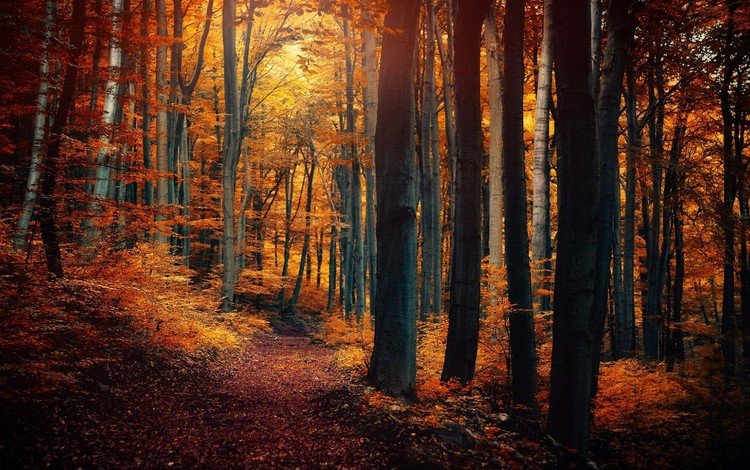 природа, дерево, лес, листья, осень, тропинка, nature, tree, forest, leaves, autumn, path