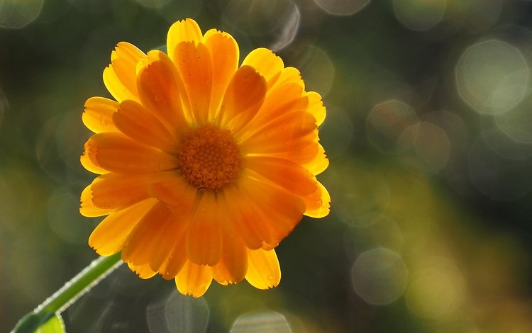 фон, цветок, лепестки, оранжевый, боке, календула, background, flower, petals, orange, bokeh, calendula