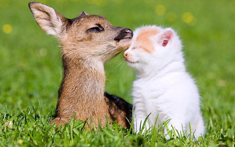 трава, олень, кошка, котенок, олененок, : друзья, grass, deer, cat, kitty, fawn, : friends