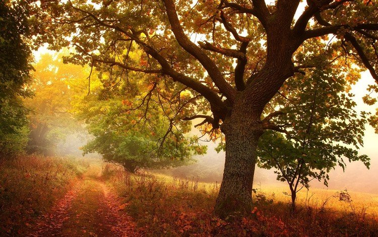 дерево, пейзажи, осень, tree, landscapes, autumn