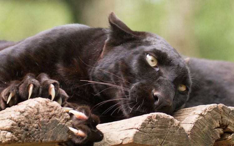 кошка, взгляд, пантера, черная, когти, черный леопард, cat, look, panther, black, claws, black leopard
