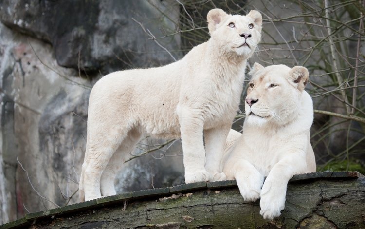 кошка, пара, белые, львы, львица, львёнок, белый лев, cat, pair, white, lions, lioness, lion, white lion