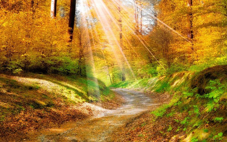 деревья, природа, листья, осень, тропинка, солнечные лучи, trees, nature, leaves, autumn, path, the sun's rays