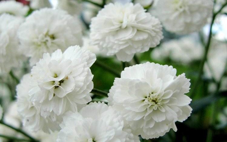 цветы, белые, нежные, гипсофила снежинка, flowers, white, gentle, gypsophila snowflake