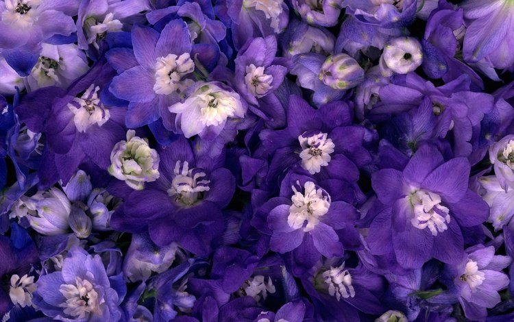 цветы, макро, синие, нежные, фиолетовые, flowers, macro, blue, gentle, purple
