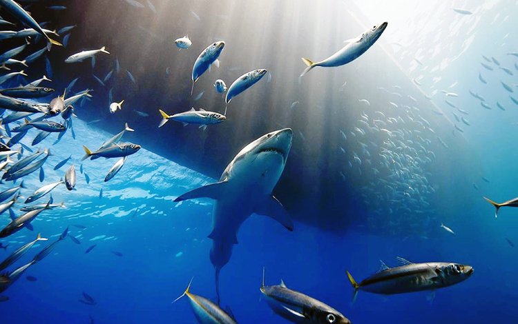 рыбки, рыбы, акула, подводный мир, белая акула, fish, shark, underwater world, white shark
