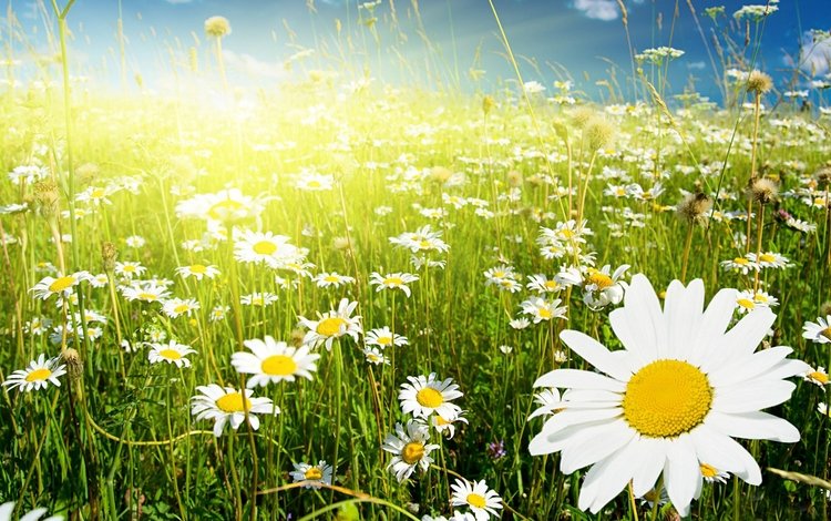 небо, цветы, солнце, поле, ромашки, the sky, flowers, the sun, field, chamomile