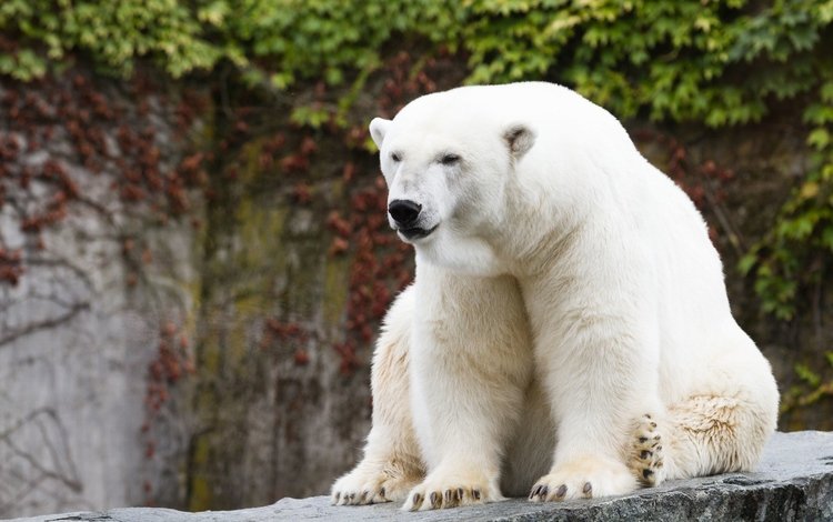 полярный медведь, медведь, белый, хищник, белый медведь, зоопарк, polar bear, bear, white, predator, zoo