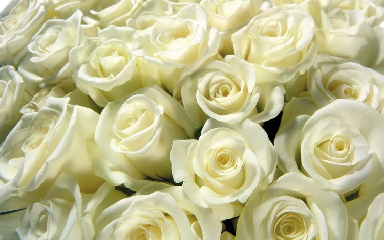 цветы, бутоны, розы, лепестки, букет, белые, flowers, buds, roses, petals, bouquet, white