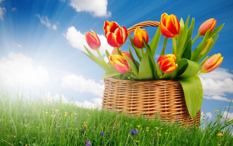 небо, корзинка, цветы, трава, солнце, поле, весна, корзина, тюльпаны, the sky, flowers, grass, the sun, field, spring, basket, tulips
