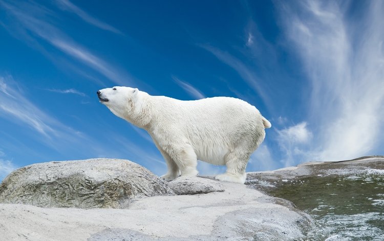 снег, камни, медведь, белый, белый медведь, полярный, камн, snow, stones, bear, white, polar bear, polar, stone