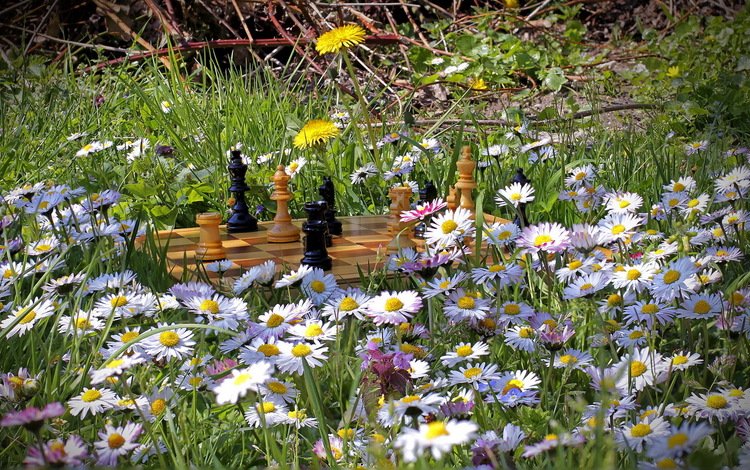 цветы, природа, лето, шахматы, flowers, nature, summer, chess