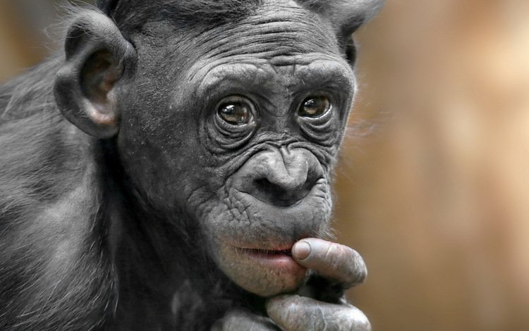 природа, обезьяна, примат, карликовый шимпанзе, nature, monkey, the primacy of, pygmy chimpanzee