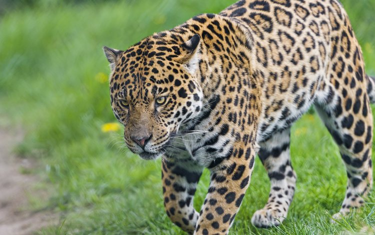 трава, хищник, ягуар, grass, predator, jaguar