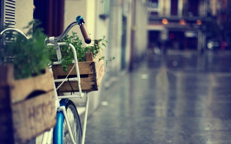 зелень, город, велосипед, корзинка, greens, the city, bike, basket