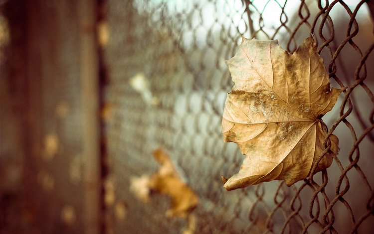 листья, макро, осень, забор, лист, сетка, боке, leaves, macro, autumn, the fence, sheet, mesh, bokeh