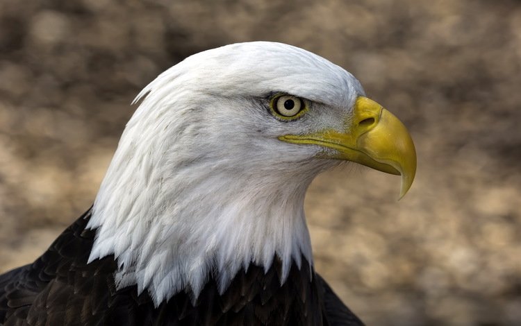 фон, орел, птицы, клюв, белоголовый орлан, background, eagle, birds, beak, bald eagle