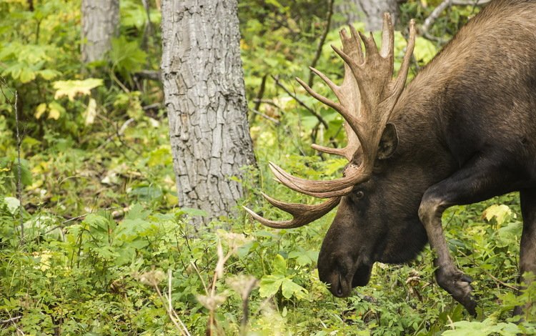 лес, животные, рога, лось, forest, animals, horns, moose