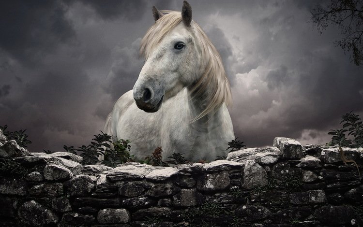 небо, лошадь, забор, белый, каменный, конь, грива, the sky, horse, the fence, white, stone, mane