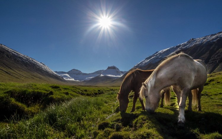 горы, пейзаж, утро, поле, лошади, кони, пастбище, солнечные лучи, mountains, landscape, morning, field, horse, horses, pasture, the sun's rays