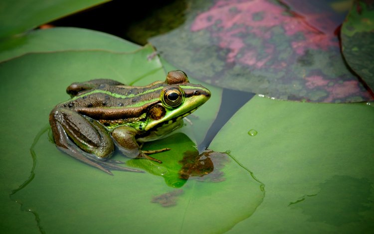 глаза, листья, макро, водоем, лягушка, eyes, leaves, macro, pond, frog