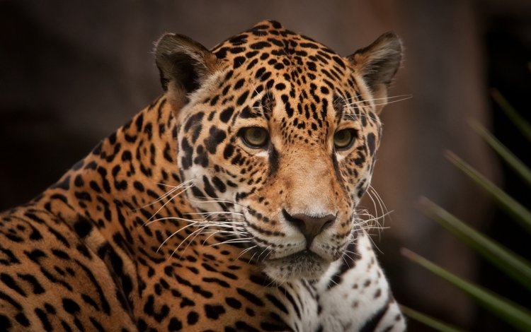 морда, хищник, ягуар, face, predator, jaguar