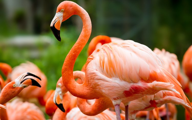 природа, фламинго, птицы, клюв, перья, зеленый фон, шея, розовый фламинго, nature, flamingo, birds, beak, feathers, green background, neck, pink flamingos
