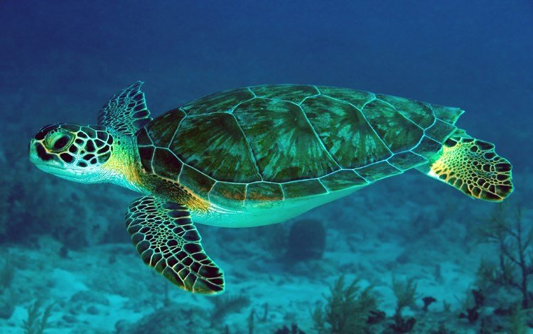 черепаха, морская, океан, подводный мир, turtle, sea, the ocean, underwater world