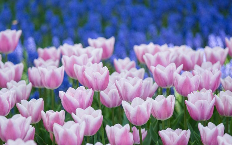 цветы, весна, тюльпаны, flowers, spring, tulips