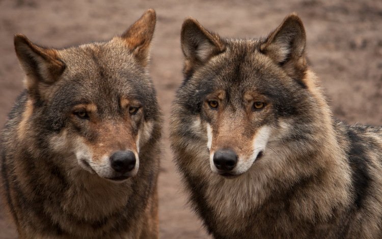 серые, пара, хищники, волки, grey, pair, predators, wolves