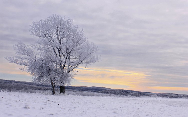 деревья, снег, зима, пейзаж, иней, trees, snow, winter, landscape, frost