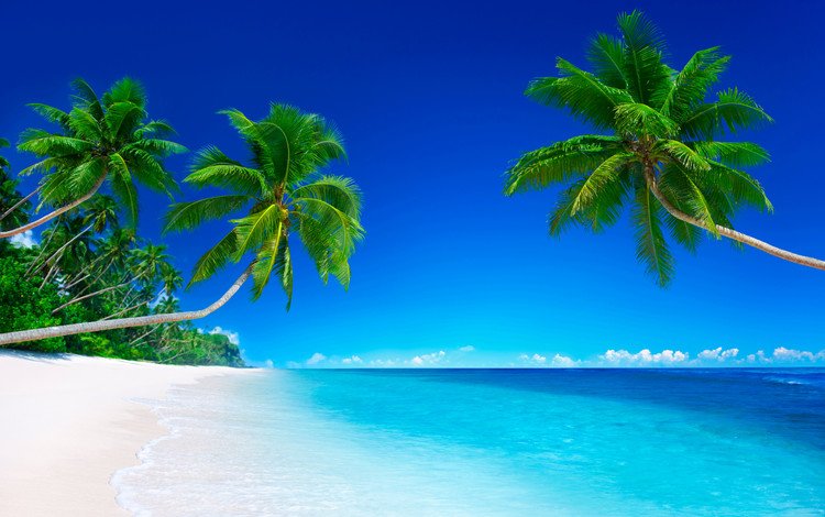тропики, солнце, берег, море, песок, пляж, пальмы, океан, остров, tropics, the sun, shore, sea, sand, beach, palm trees, the ocean, island
