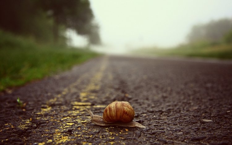 дорога, макро, ползет, улитка, road, macro, crawling, snail