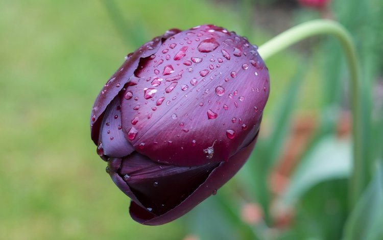 цветок, капли, фиолетовый, тюльпан, flower, drops, purple, tulip