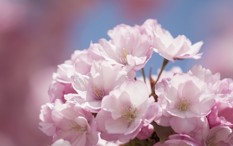 цветы, цветение, весна, сакура, flowers, flowering, spring, sakura