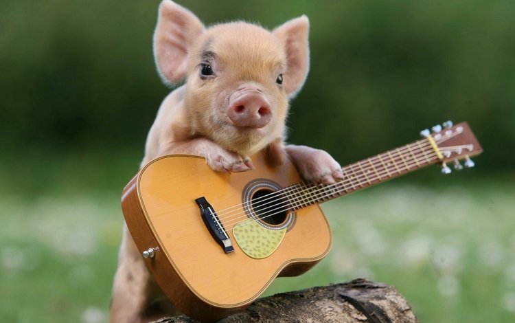 гитара, юмор, поросенок, гитарист, guitar, humor, pig, guitarist