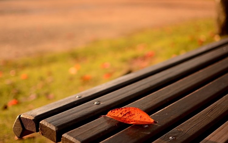 природа, макро, осень, лист, скамейка, nature, macro, autumn, sheet, bench