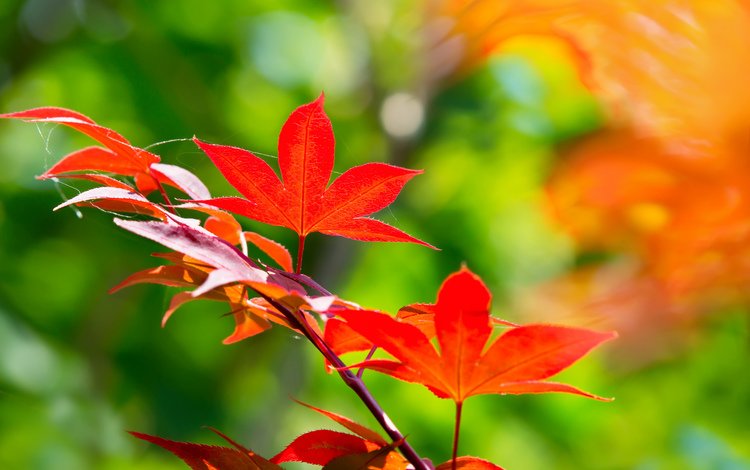 ветка, листья, осень, клен, японский, branch, leaves, autumn, maple, japanese