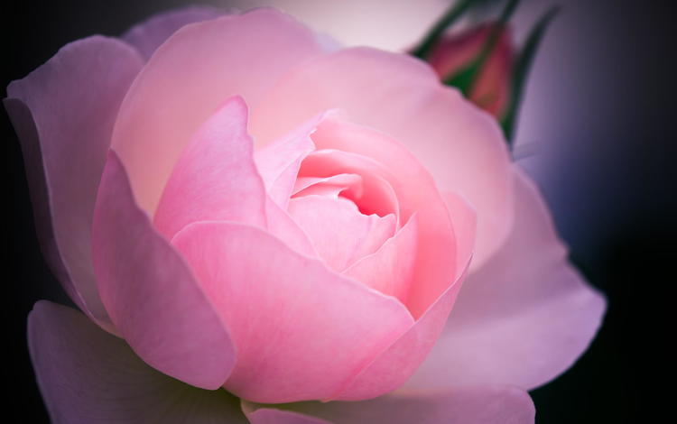 цветок, роза, розовая, макро., flower, rose, pink, macro.