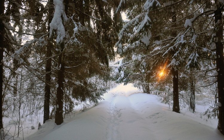 дорога, деревья, снег, зима, пейзаж, road, trees, snow, winter, landscape