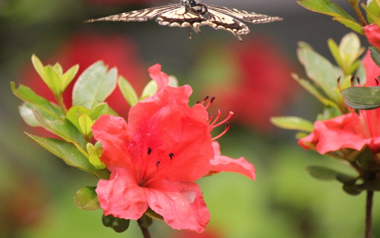 цветы, насекомое, бабочка, в полёте, flowers, insect, butterfly, in flight