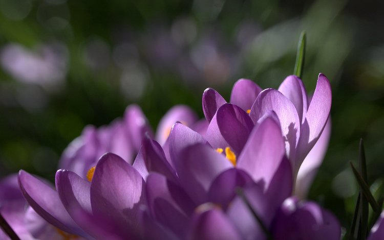цветы, природа, макро, фон, лепестки, фиолетовые, крокусы, шафран, flowers, nature, macro, background, petals, purple, crocuses, saffron