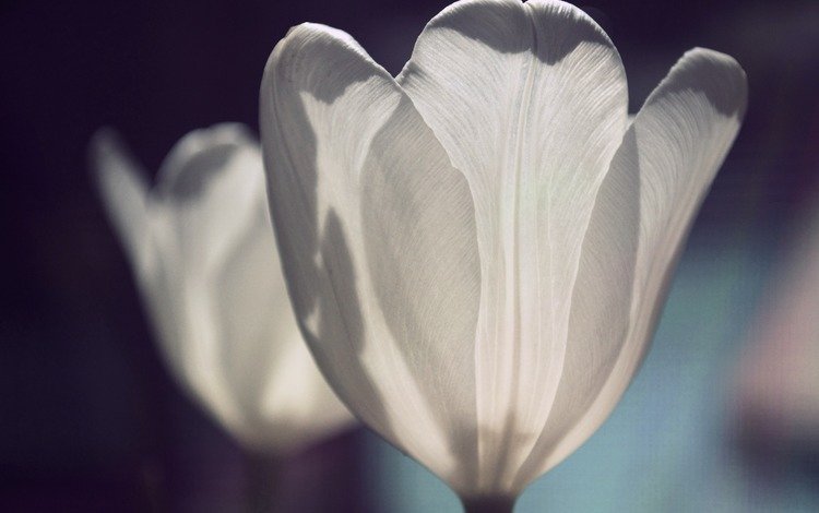 цветы, лепестки, тюльпаны, белые, flowers, petals, tulips, white