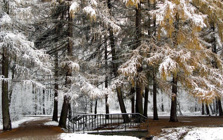 деревья, снег, природа, зима, парк, мост, trees, snow, nature, winter, park, bridge