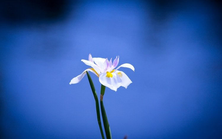фон, синий, цветок, белый, background, blue, flower, white